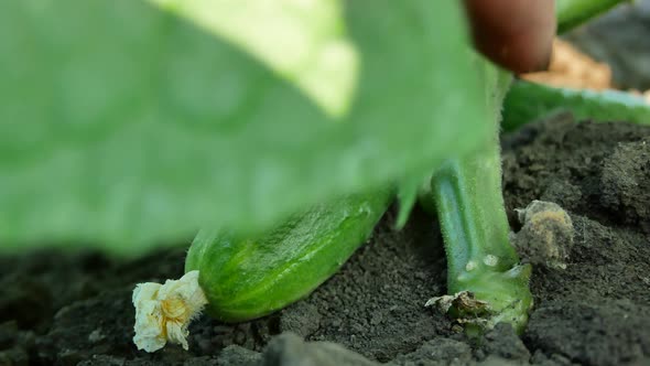 Farmer's Hands Lift Up a Leaf to Check the Ripeness of a Cucumber in the Garden alt