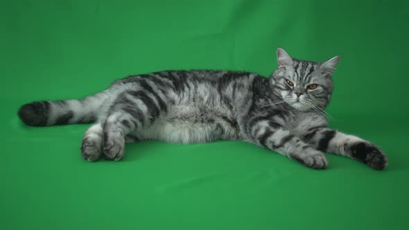 Scottish Straight Cat On Green Background alt