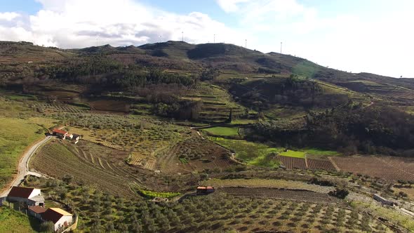 Fly Above Olives alt