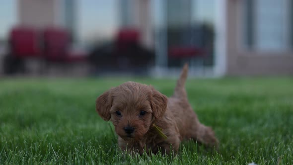 4K Slow Motion Goldendoodle Puppy In Garden In The Evening Eating Grass. alt