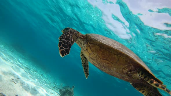 Closeup of a Huge Turtle Underwater in Maldives alt