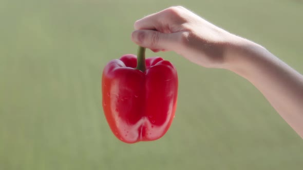 A Farm Employee Shows Big Red Peppers on a Blurred Background of a Green Plantation