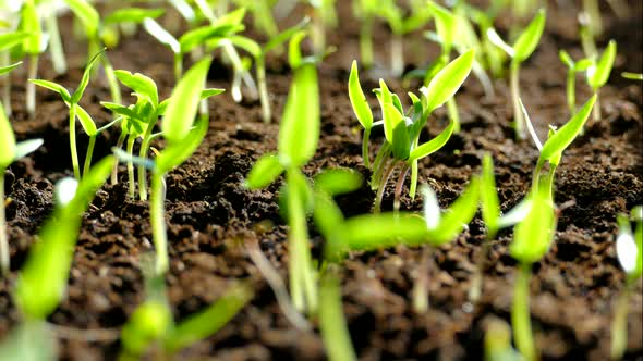 Green Shoots Germinate and Reach for the Sun