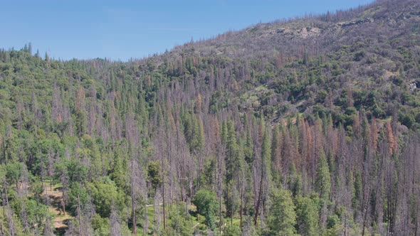 Aerial Drone Shot of Quiet and Mountain Road in California Wilderness (Sierra National Forest, CA) alt