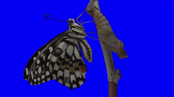 Butterfly, Greenscreen effect