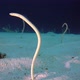 Underwater Beautiful Garden Eels - VideoHive Item for Sale