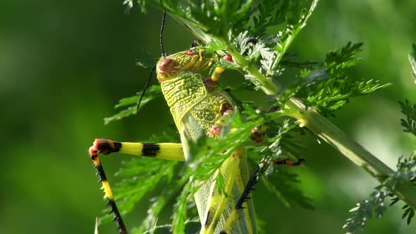 Close shot of a locust (Coniungoptera nothofagi) feeding from sprouts on a weed's branch. alt