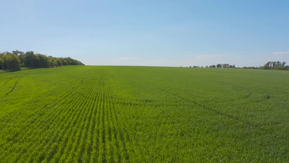 Aerial View of Natural Green Wheat Field. Green Wheat Stalks. Drone Flying Over Beautiful Natural alt