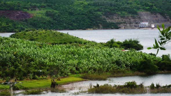 Large Banana Plantation In Tropics Next To Ocean, South East Asia. Wide long fixed shot alt