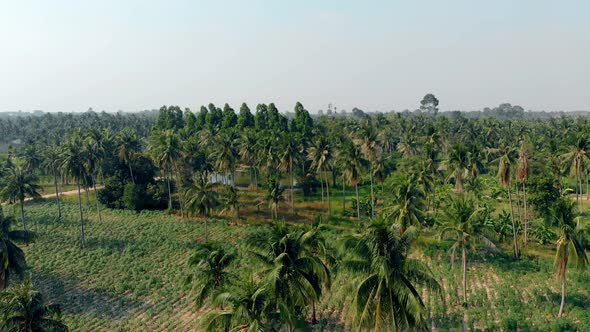 Camera Shows Fresh Forest with Green Trees Bushes and Field alt