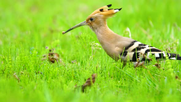 Eurasian Hoopoe alt
