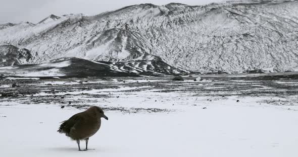 SLO MO MS Bird standing in snow covered barren landscape / Deception Island, Antarctic Peninsula, An