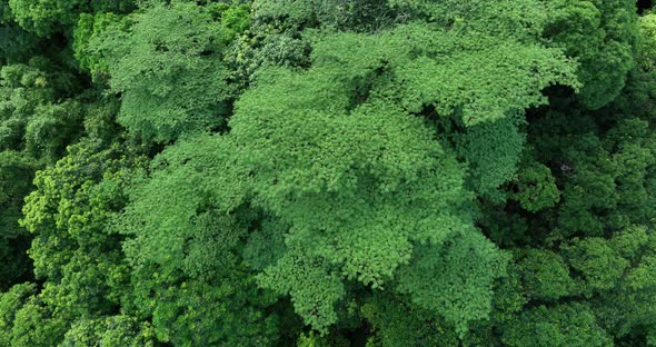 Aerial footage of beautiful tropical forest mountain landscape in summer alt