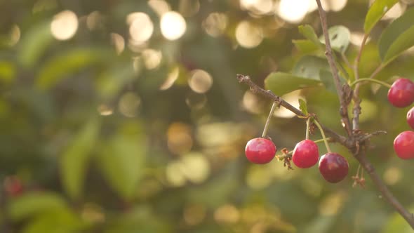 Ripe red cherries on a branch against the background of blurred foliage