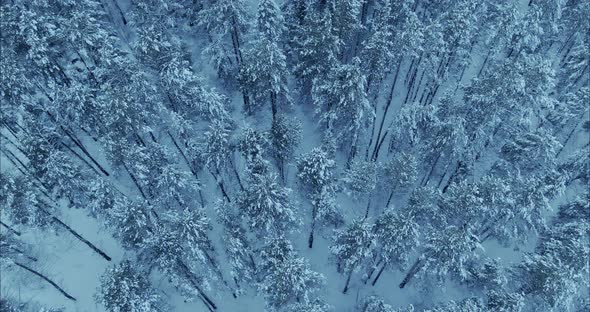 Copter Flies Over a Beautiful Winter Forest the Trees are in the Snow alt