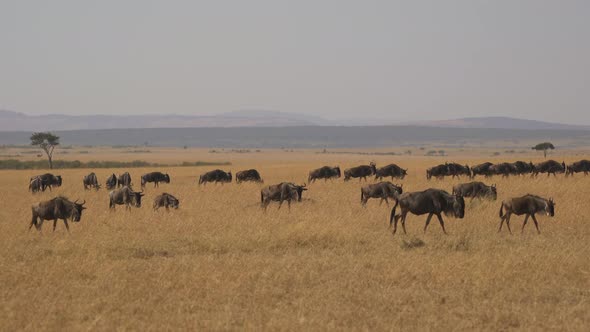 Herd of wildebeests in Masai Mara alt