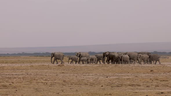 Elephants in the Maasai Mara