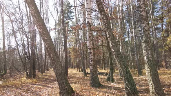 Forest with Trees in the Fall alt