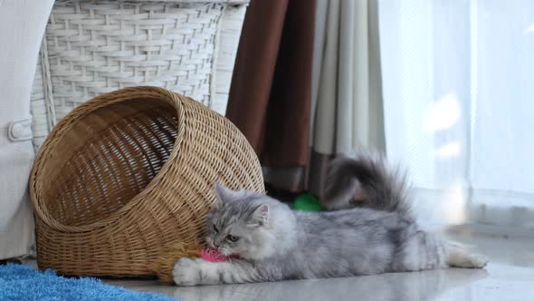 Cute Persian Cat Playing Toy In Living Room alt