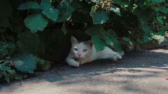 A Stray Kitten Lies on the Ground Under a Green Tree Bush at Noon and Stretches