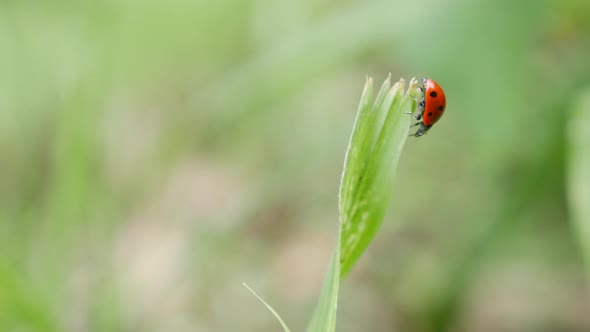 Ladybug Crawls Through Summer Grass