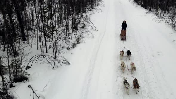 Drone Aerial View of Dogsledding Handler with Team of Trained Husky Dogs Mountain Pass Husky Dog alt