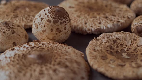 Hand picked mushrooms Macrolepiota procera on the table, slide, close up alt