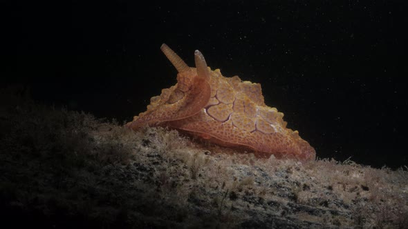 Creative underwater lighting of the sea slug Pleurobranchus species discovered on a night diving act alt