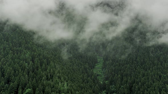 Mist Between Trees
