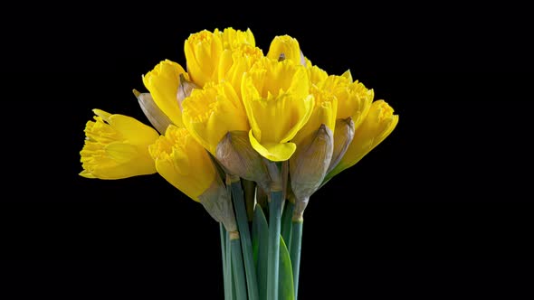 Time Lapse of Flowering Daffodil alt