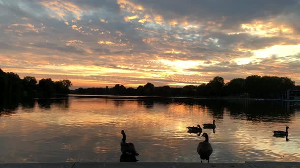 Wide shot showing, silhouette of wildlife ducks at the lake and beautiful golden sunset in the backg alt