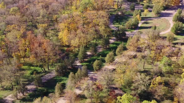 Autumn trees in a natural park alt