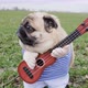 Portrait of Funny Pug Dog Playing on Guitar in Green Field Dressed in Costume Like Farmer