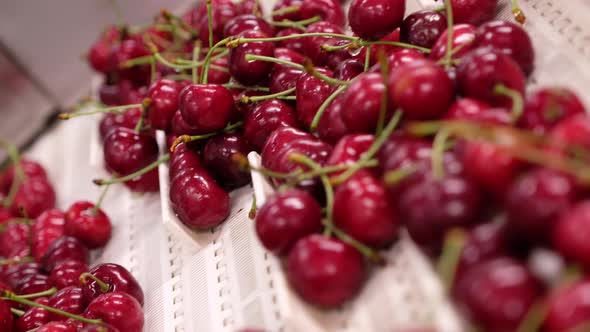 Delicious Wild Cherries Move on Special Conveyor Belt