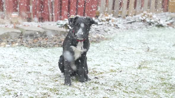 Young Dog Outside Sitting Down As Big Snow Flakes Fall