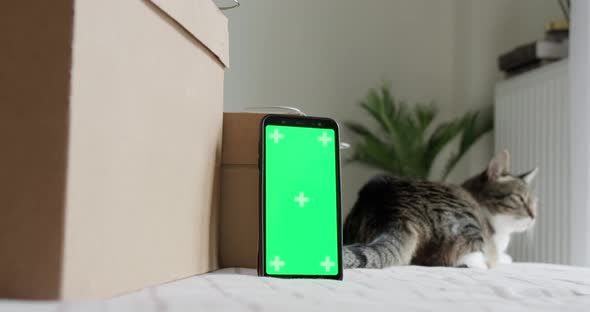 Phone green screen mockup with card storage boxes and cat. alt