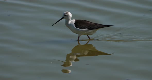 Black-winged stilt,(Himantopus himantopus), Camargue, France alt
