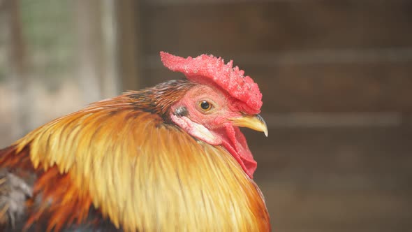 Close-up of a Beautiful Adult Rooster in a Pen. Portrait of a Stately Rooster in the Open Air alt