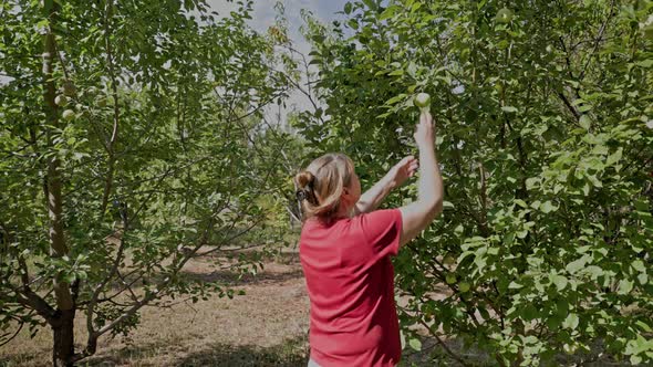 Female in red t shirt picking apples from tree in summer garden alt