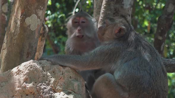 Two Macaque Monkeys Grooming Each Other on a Rock in the Jungle - Close alt