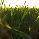 Rotation Sun Rays In Grass  - VideoHive Item for Sale