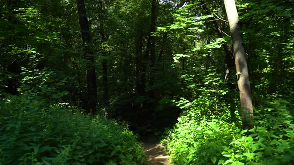 Morning in the forest, the sun's rays break through the green foliage alt