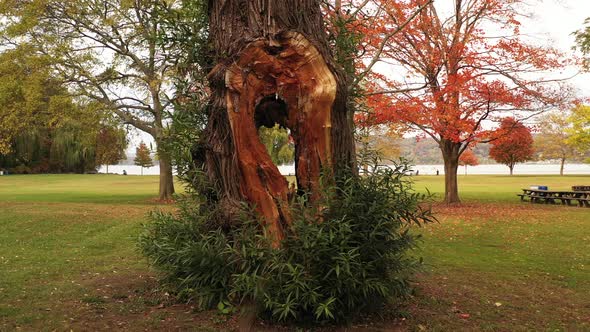 low altitude drone close up, dolly out from an old tree with a huge hole in the trunk on a cloudy da alt