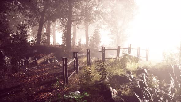 Sun Beams Pour Through Trees in Foggy Forest alt