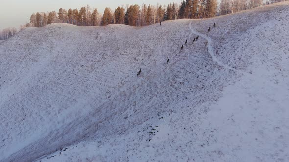 Herd of Wild Deer in the Mountains