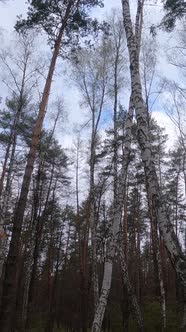 Vertical Video of the Birch Forest with Birches in the Afternoon alt