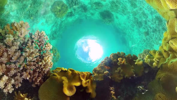 The Underwater World of a Coral Reef. Panglao, Philippines. alt