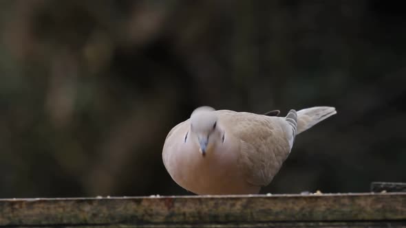 Collared Dove, Streptopelia decaocto, on bird table. UK alt