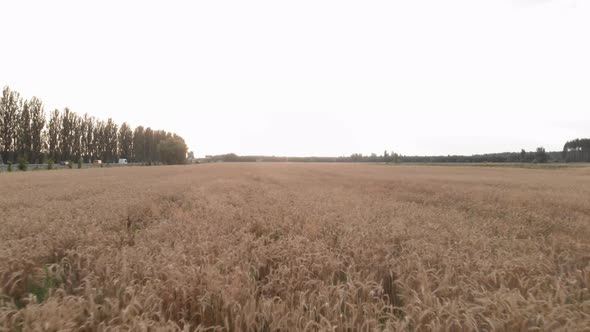 Rye field. Ears of wheat on field alt