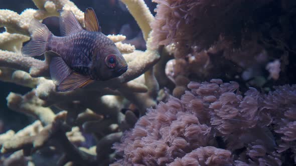 Pajama cardinalfish (Sphaeramia nematoptera), also known as the spotted cardinalfish.